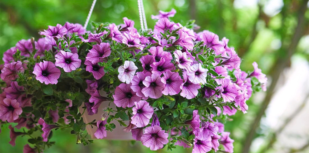 Take Care Of Petunias