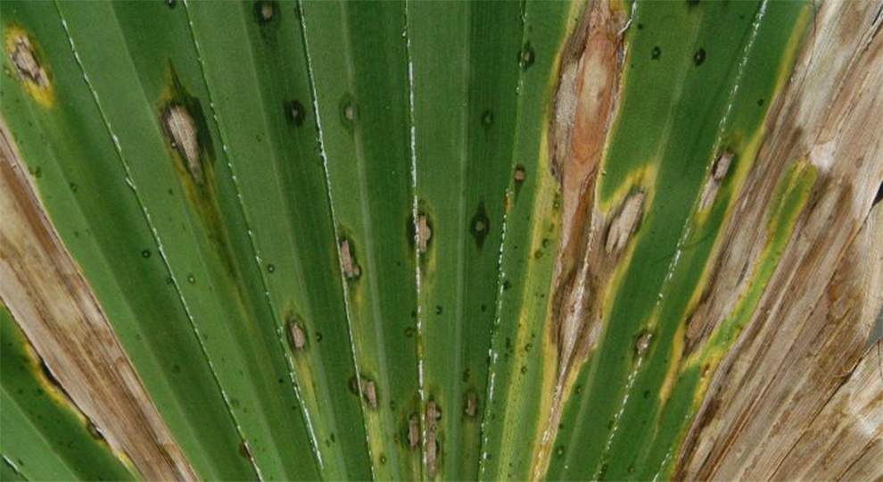 Treat Black Spots On Palm Plants