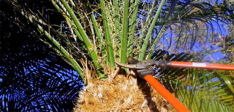 Treat White Spots On Palm Trees