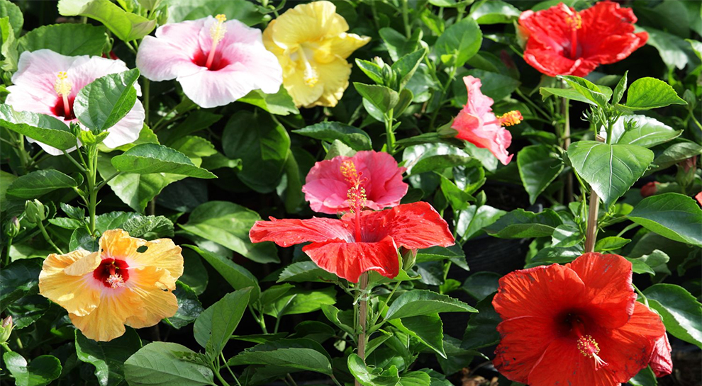 Types of Hibiscus Flower Variety