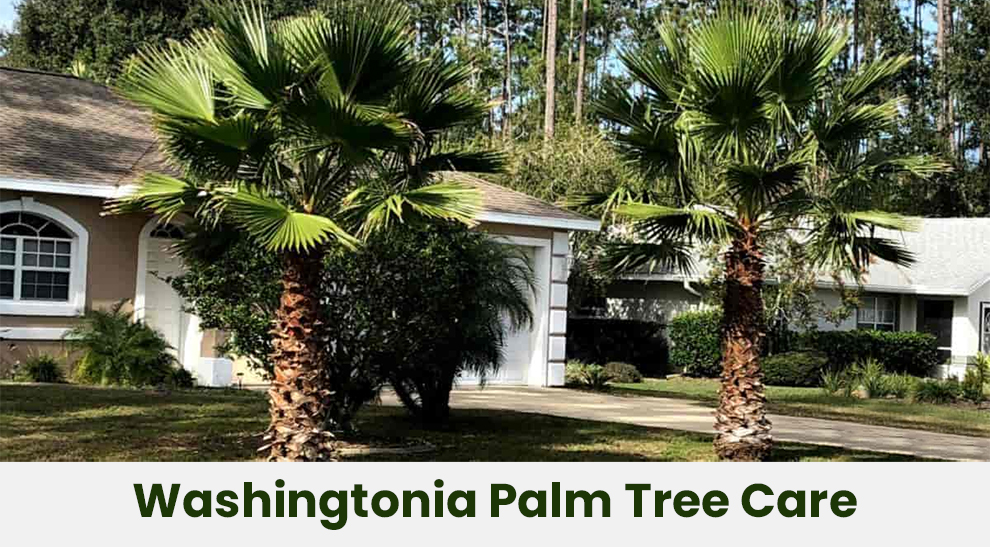 Washingtonia Palm Tree Care