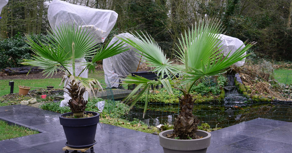 Washingtonia Robusta Indoor Care