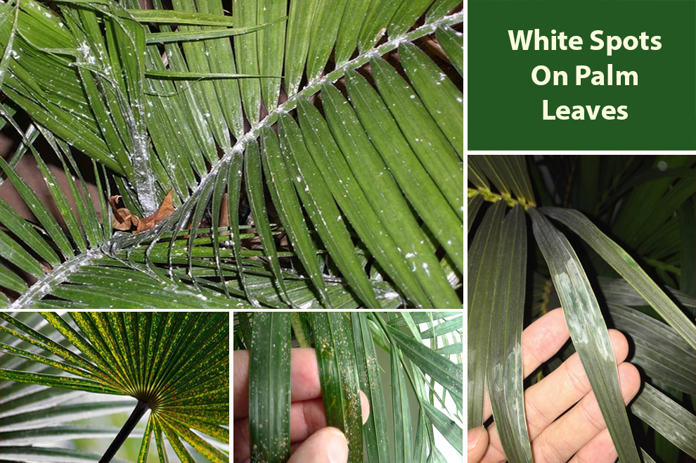 White Spots On Palm Leaves