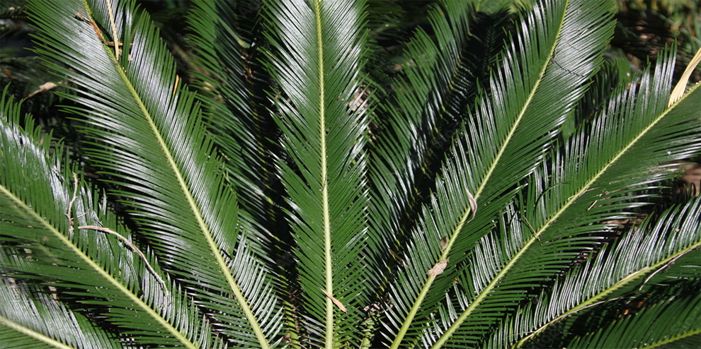 White Spots On Palm Leaves Due To Lime Deposits