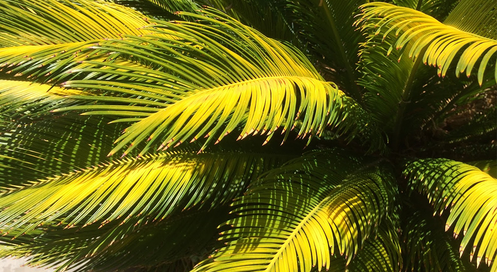Yellow Sago Palm Leaves Turn Green