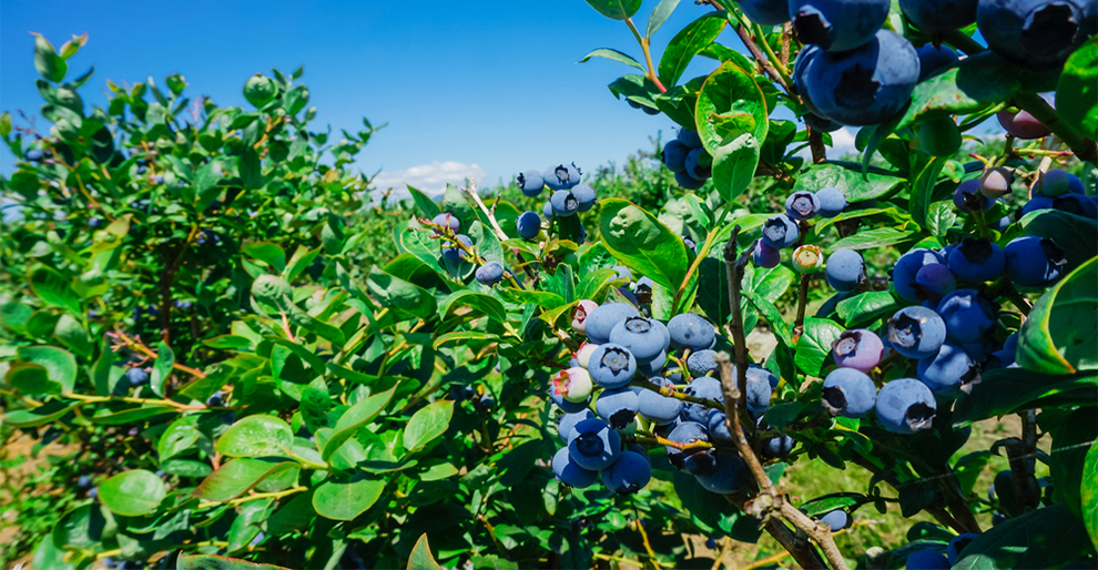 A Blueberry Bush Produce Blueberries