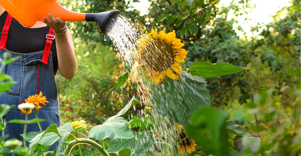 Affects The Sunflower Water Requirements