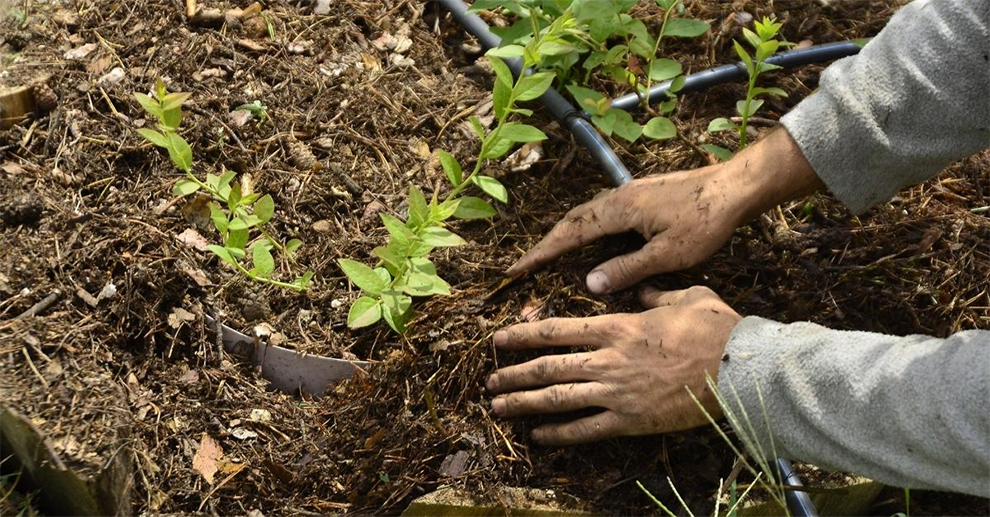 Apart To Plant Blueberry Bushes