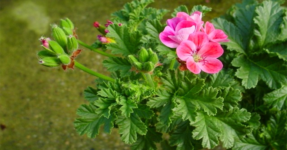 Apricot Geranium