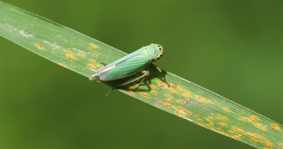 Attracts Leafhoppers