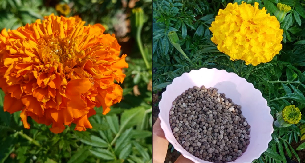 Best Fertilizer For Marigold -