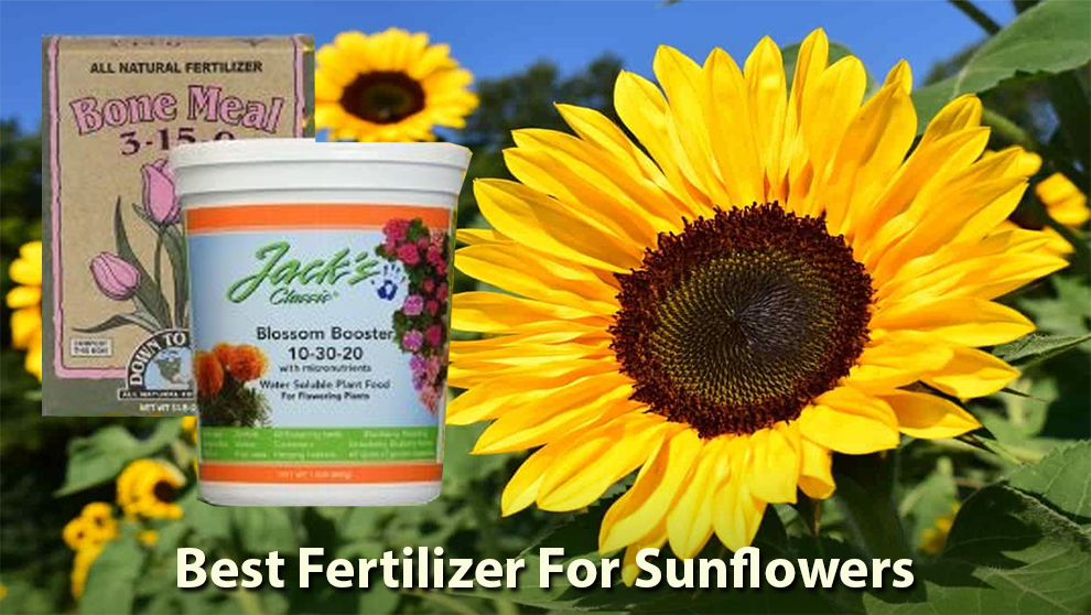 Best Fertilizer For Sunflowers