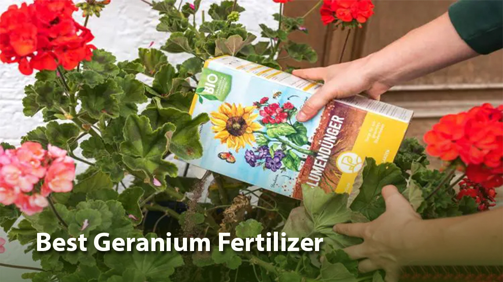 Best Geranium Fertilizer 