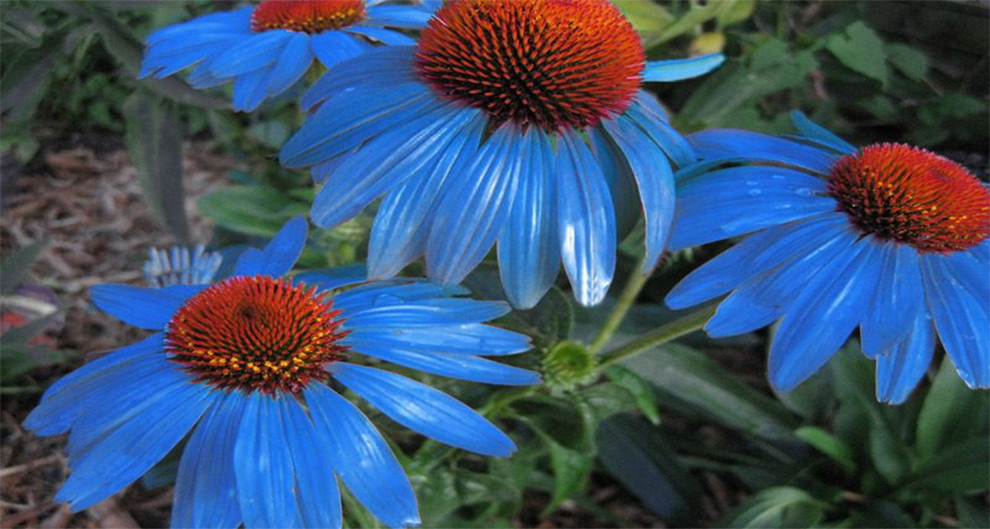 Blue Coneflowers