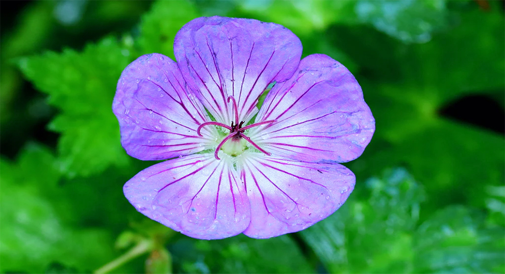 Buxton Blue or Buxton's Variety