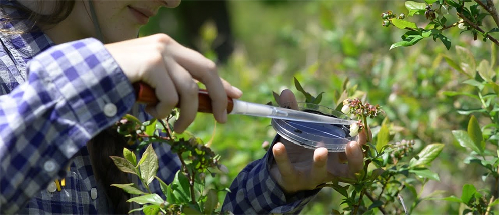 Care For Blueberry Bushes In The Fall