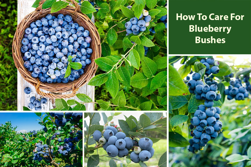 How To Care For Blueberry Bushes 