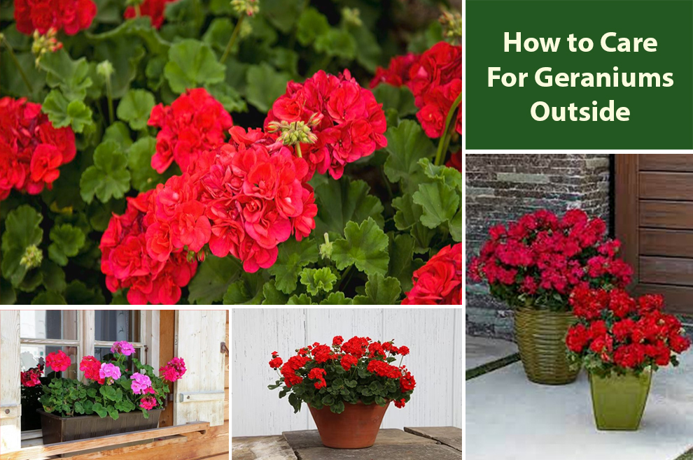 How to Care For Geraniums Outside