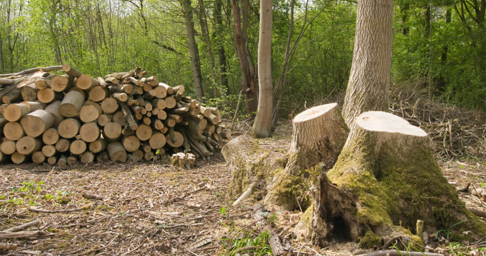 Coppicing