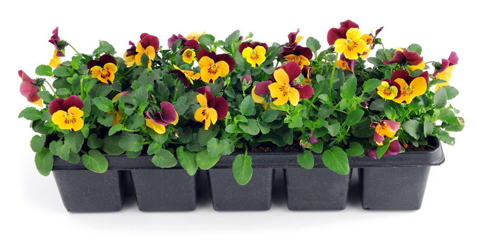 Deadhead Pansies In Pots