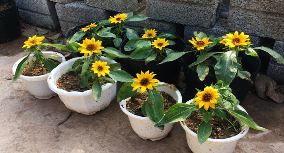 Deadhead Potted Sunflowers