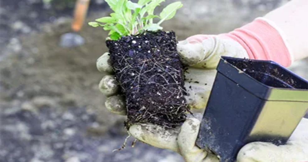 Deep To Plant Coneflower Seeds