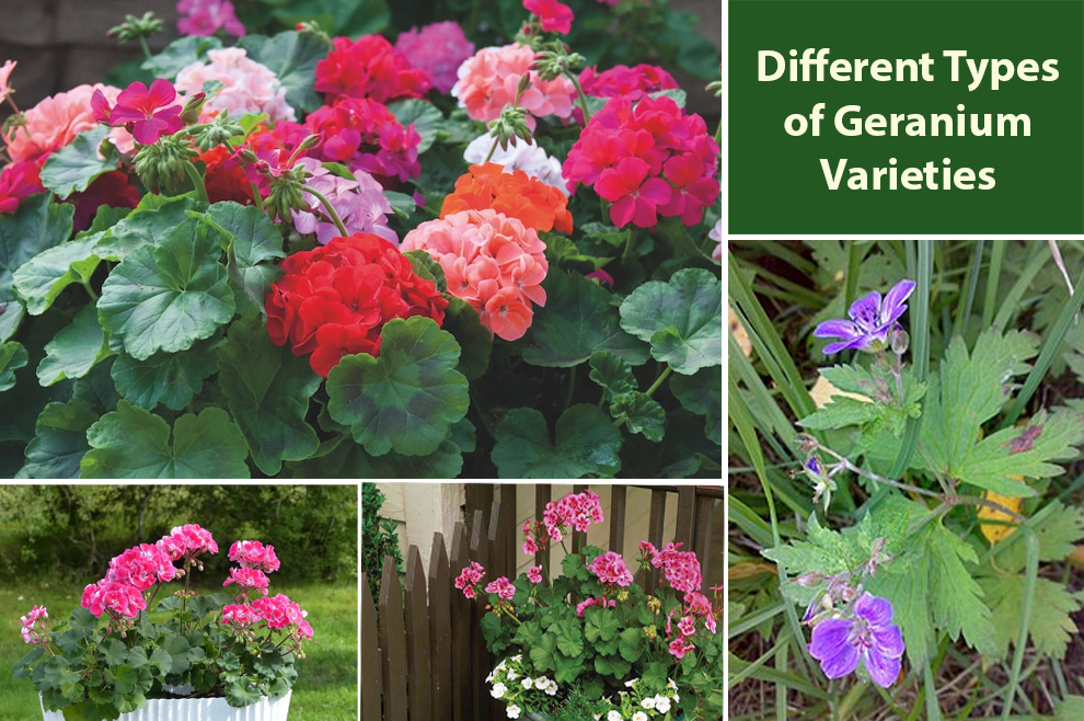 Different Types of Geranium Varieties 