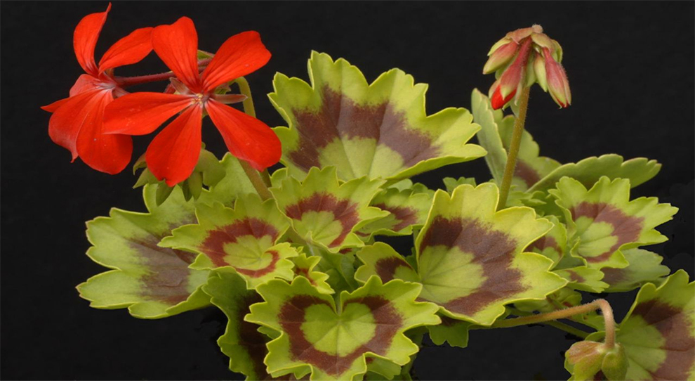 Fancy Leaf Geranium