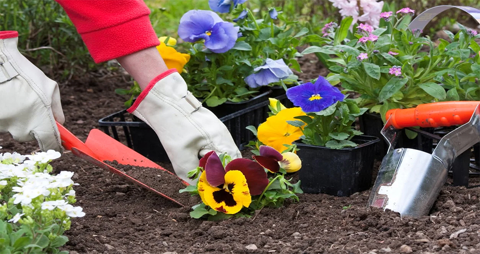 Fertilize Pansies In The Winter
