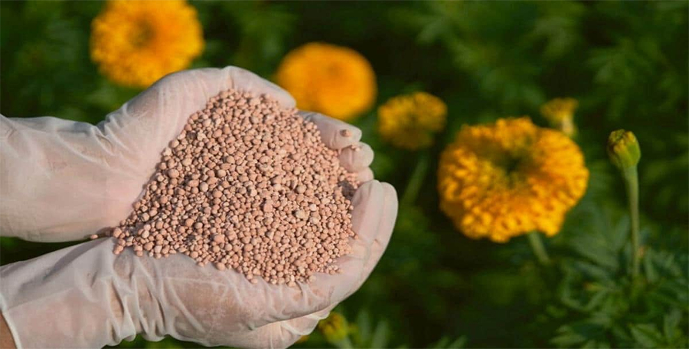 Best Fertilizer For Marigolds