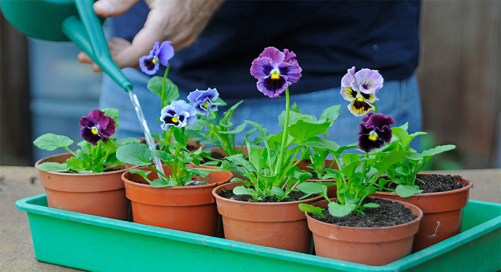 Grow Pansies Indoors