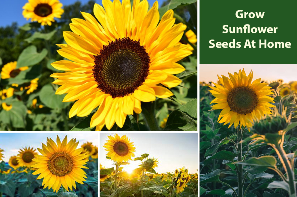 Grow Sunflower Seeds At Home