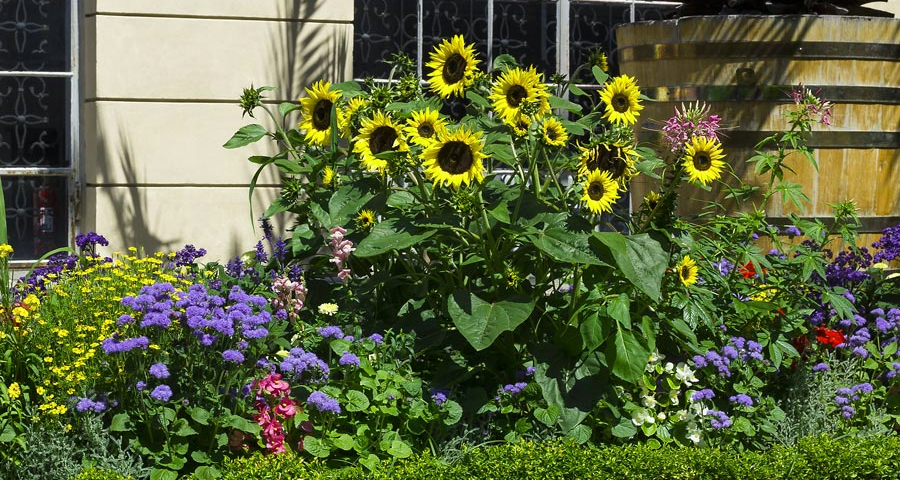 Grow Sunflowers At Home