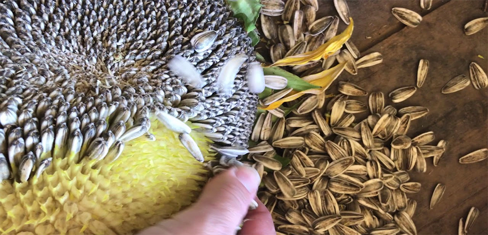 Harvesting the Sunflower seeds