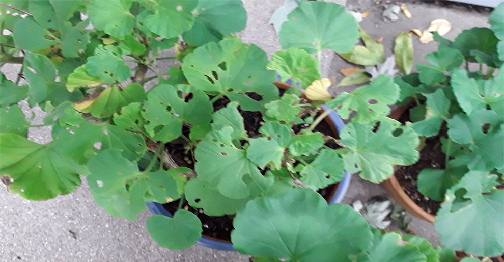 Holes In Geranium Leaves