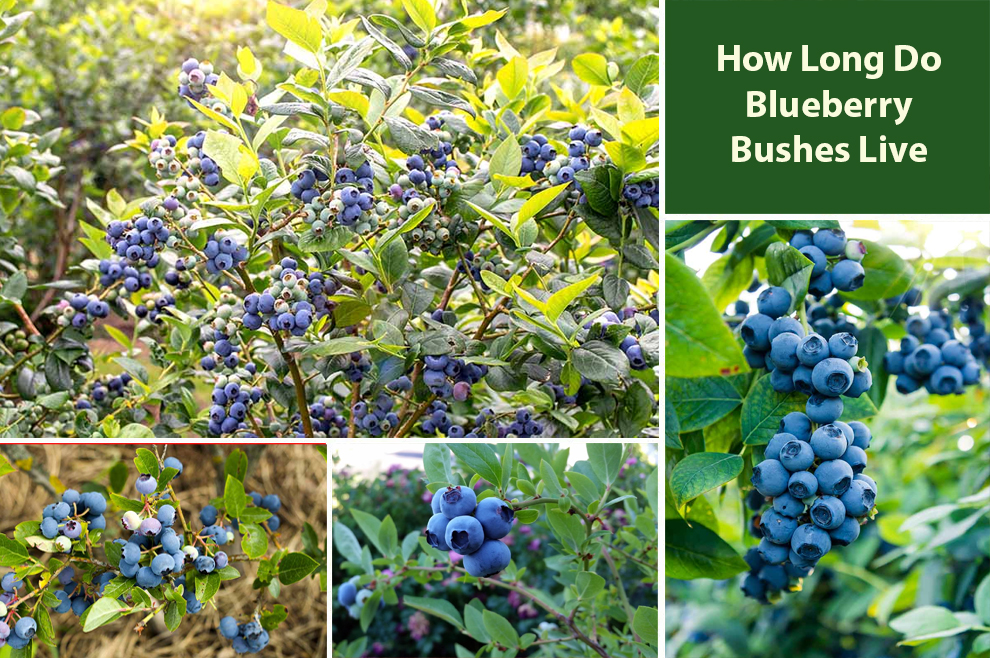 How Long Do Blueberry Bushes Live 