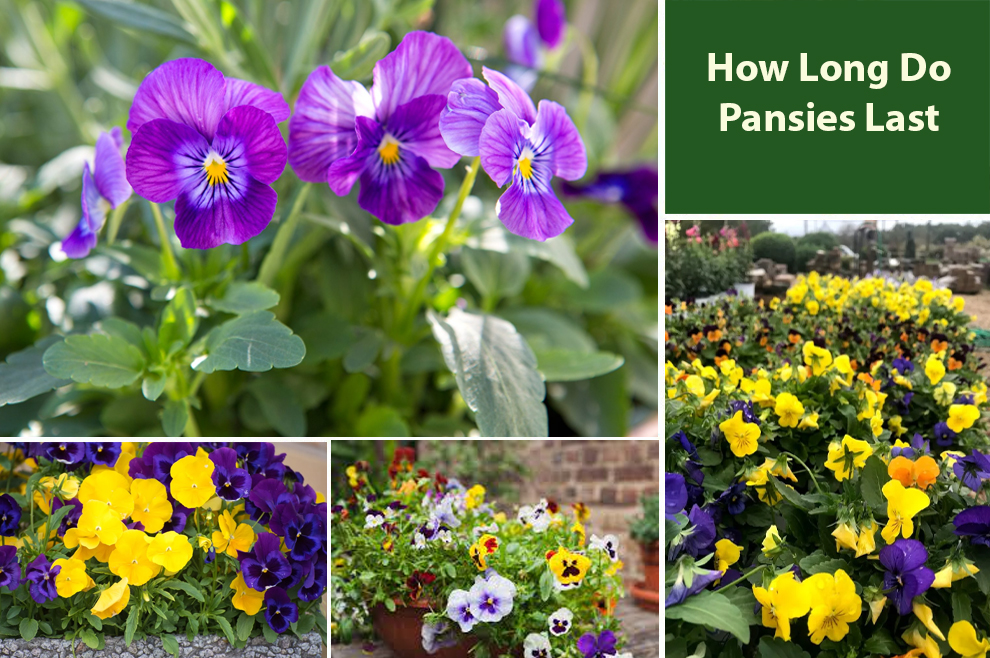 How Long Do Pansies Last 