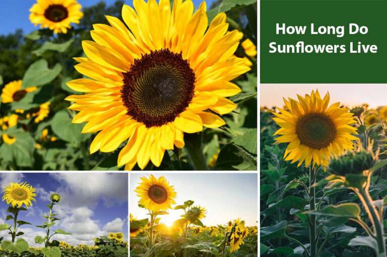 Sunflower Plant Lifespan: How Long Do Sunflowers Live? - EmbraceGardening