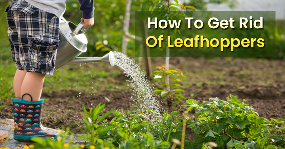  How To Get Rid Of Leafhoppers