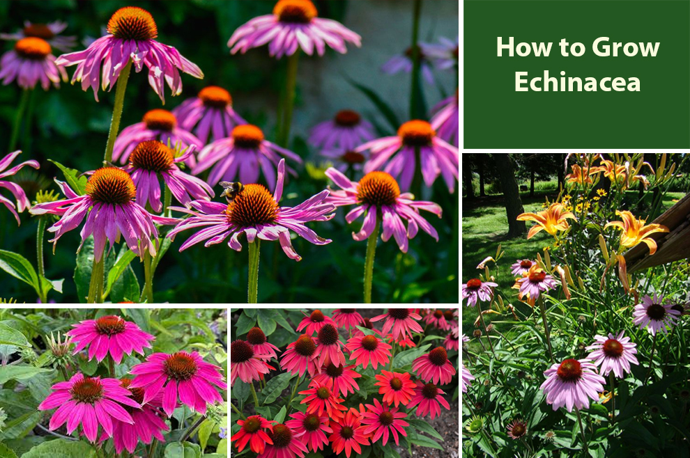 How to Grow Echinacea 