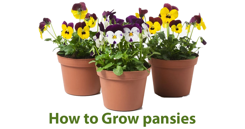 How to Grow Pansies 