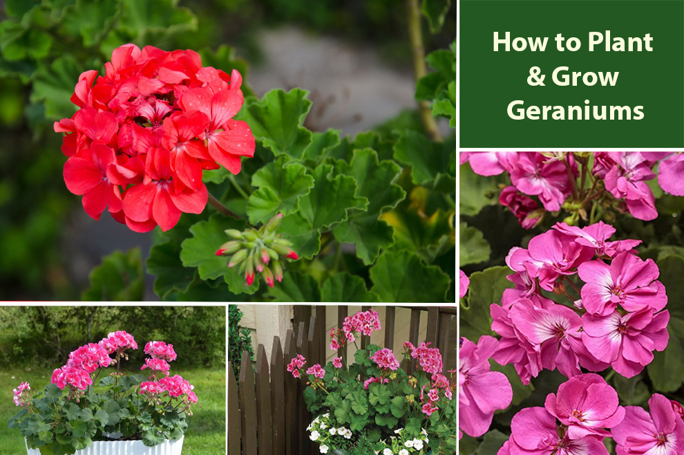 How to Plant & Grow Geraniums