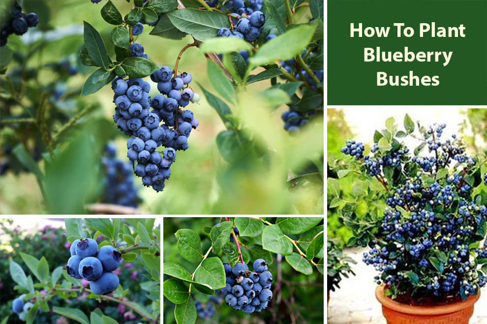 How To Plant Blueberry Bushes 