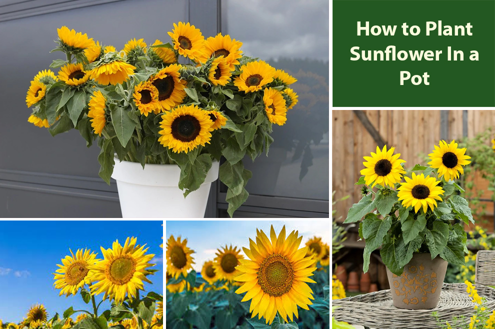 How to Plant Sunflower In a Pot