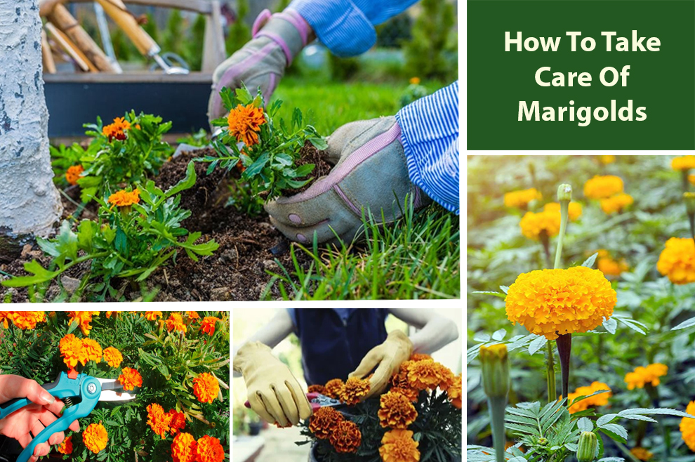 How to Take Care Of Marigolds 