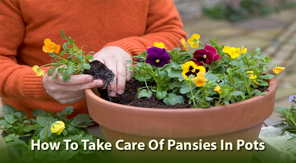 How To Take Care Of Pansies In Pots