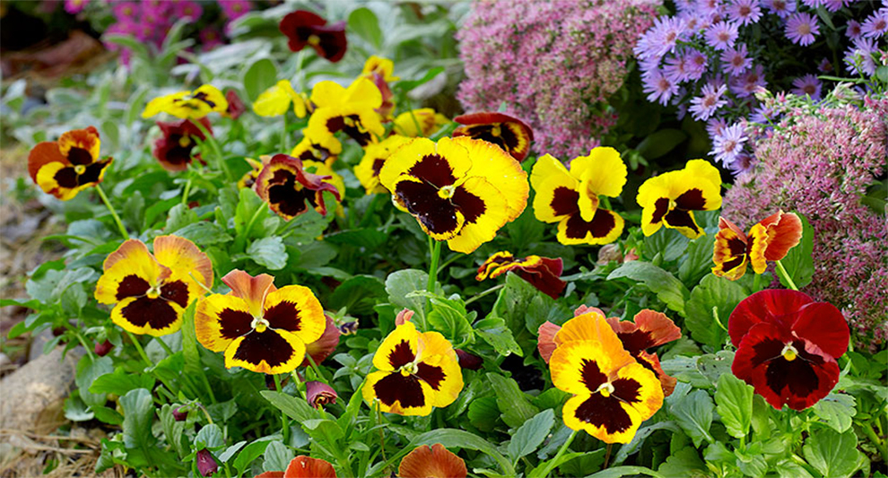 How Long Do Pansies Last & Live Healthy - EmbraceGardening