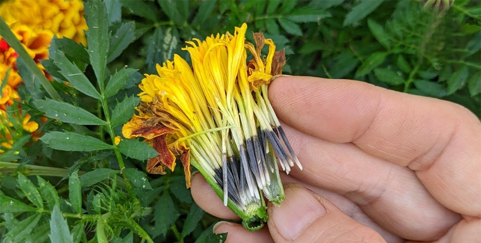 Marigold Seeds Per Pot