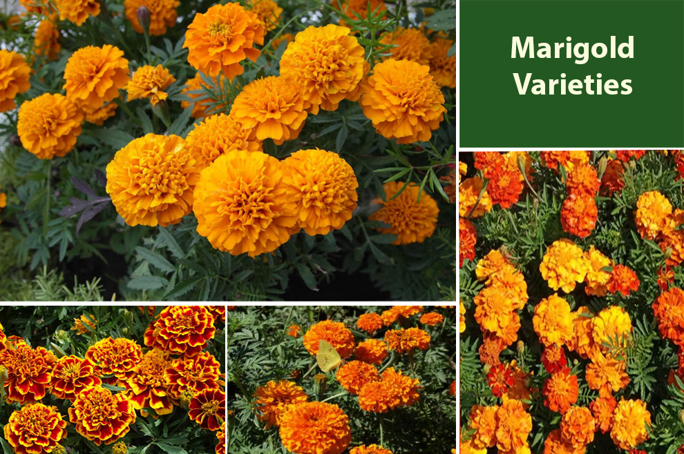 Marigold Varieties