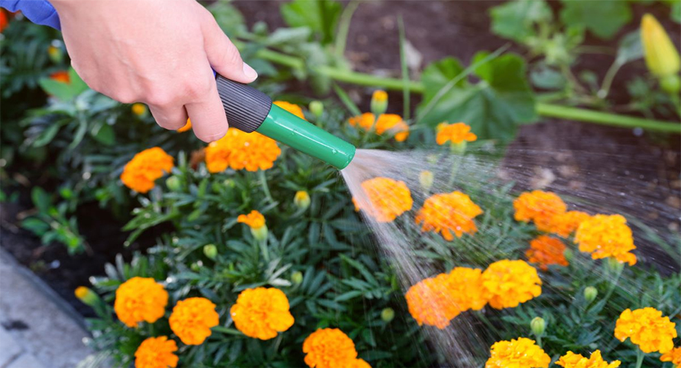 Marigolds Need Watering